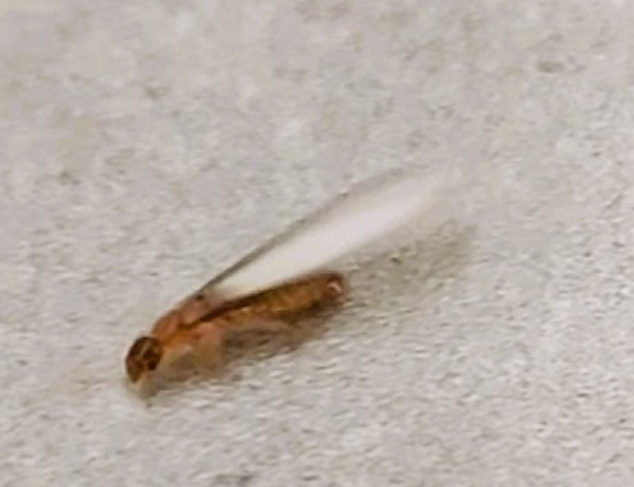 Stop termites in their tracks before they get in your home